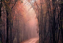 世界田联主席:将检测女选手染色体,以维护“比赛的公正性”.